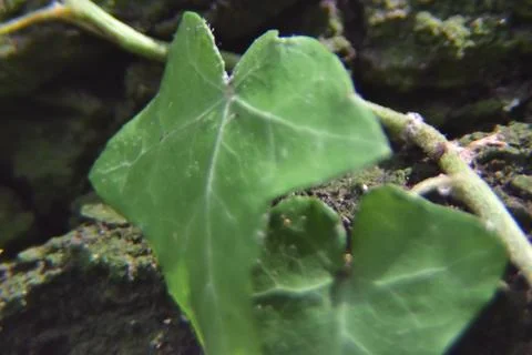 Close up of tree with leaves on it. Tree bark with Creeper Plant green leaves Stock Photos
