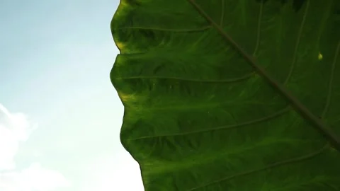 Close-up of tree leaves with macro view. Stock Footage 220611496