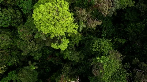 Close up of tree leaves, moving upwards to reveal a beautiful tree canopy Stock Footage 196758986