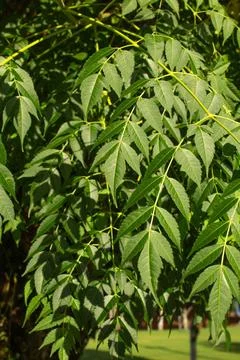 Close-up of tree leaves Stock Photos
