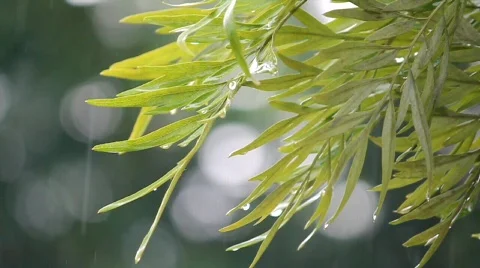 Close up of tree leaves in rain Stock Footage 749640
