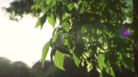 Close-up of tree leaves at sunset fluttering in the breeze as a woman's curl Video stock 280121469
