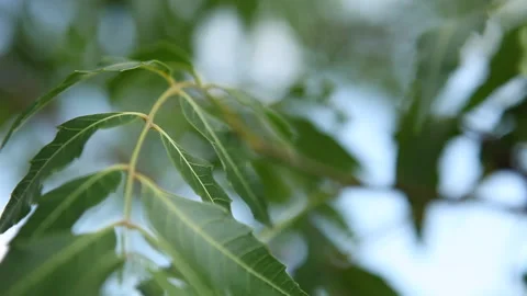 Close up on tree leaves in tree nursery Stock Footage 138147039