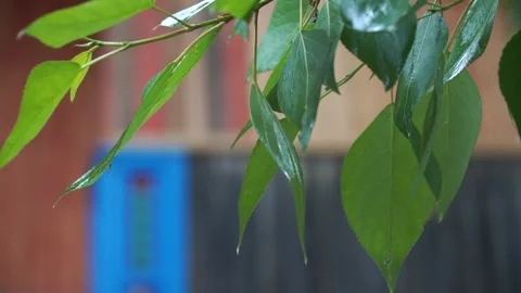 Close-up of tree leaves under rain. Leaves of a tree under a downpour Stock Footage 303942638