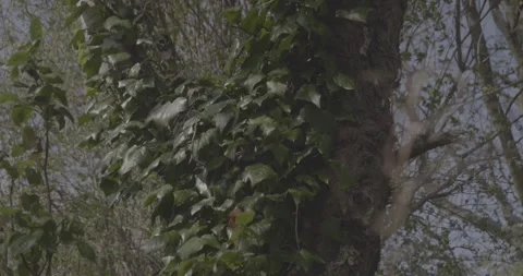 Close of tree, leaves, windy environment, 4k, VLOG, 24fps Stock Footage 277226902