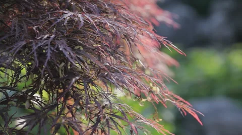 Close up of tree with lilac leaves Stock Footage 37100431