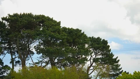 Close up of a tree line along a main road in Devon England Video stock 154853984