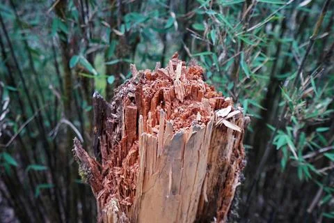 Close up Tree log came down by natural phenomenon 스톡 사진