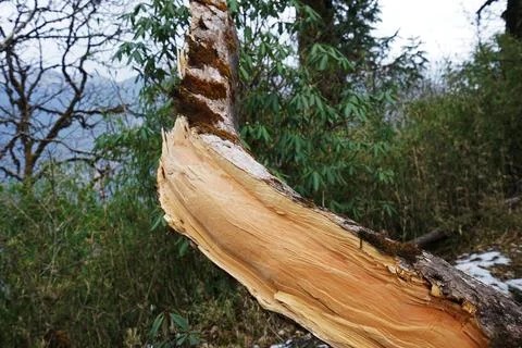 Close up Tree log came down by natural phenomenon Stock Photos