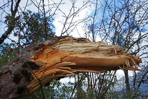 Close up Tree log came down by natural phenomenon Stock Photos