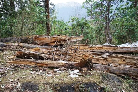 Close up Tree log came down by natural phenomenon Stock Photos