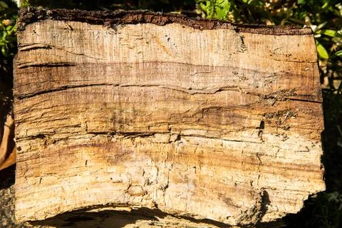 Close-up of a tree log filling the frame Stock Photos