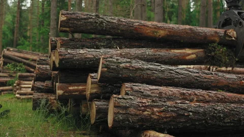 Close-up of tree logs. Felled logs are placed on tree trunks in the forest. Stock Footage 233903904