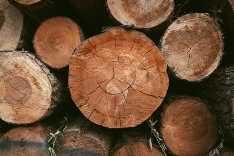 Close-Up of Tree Logs. Stacked Timber Logs , Natural Wood Texture Background Stock Photos