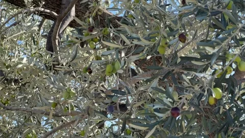A close up of a tree with lots of leaves and olives hanging from it Stock Footage 270357832