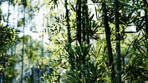 A close up of a tree with lots of leaves 스톡 일러스트