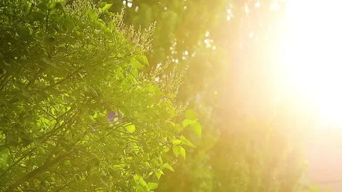 Close-up of a tree with lush green leaves. 库存影片 331205924
