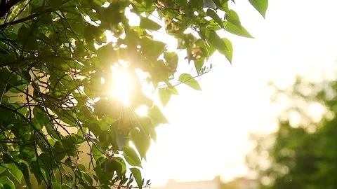 Close-up of a tree with lush green leaves. Видео 331205930
