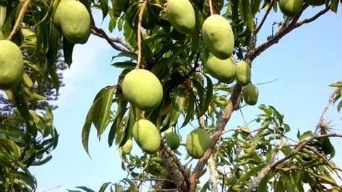 Close up on tree mangoes Stock Footage 95762939