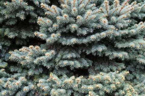 A close up of a tree with many branches and leaves Stock Photos