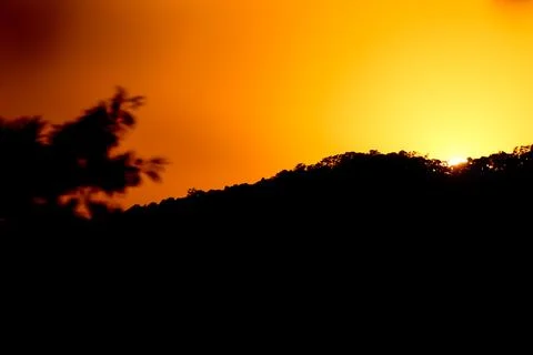 Close up tree on mountain peak  sunset time. Stock Photos