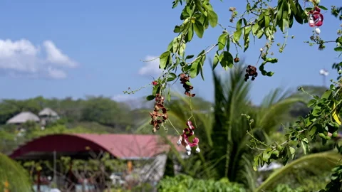 Close up of a tree moving in slow motion Stock Footage 265184273