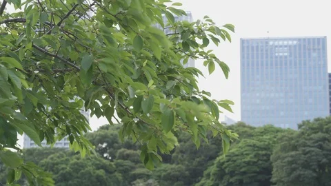 Close up of tree moving by the wind with a skyscraper in the background Stock Footage 126596653