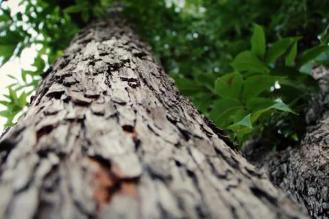 Close up of a tree with a narrow depth of field at cold weather Stock Photos