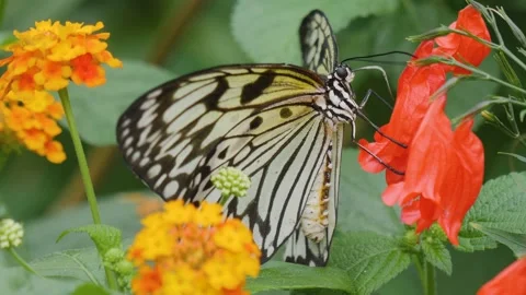 Close up of a tree nymph butterfly Stock Footage 224598703