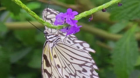 Close up of a tree nymph butterfly Stock Footage 245044849