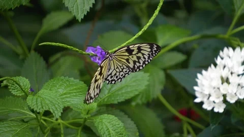 Close up of a tree nymph butterfly Stock Footage 251749988