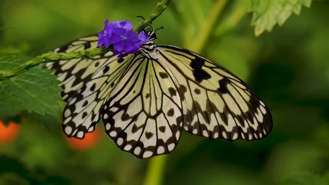 Close up of a tree nymph butterfly Stock Footage 256169540