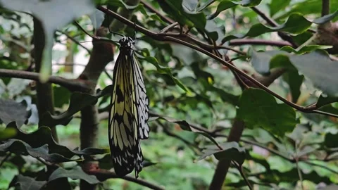Close up of a tree nymph butterfly Video stock 259613549