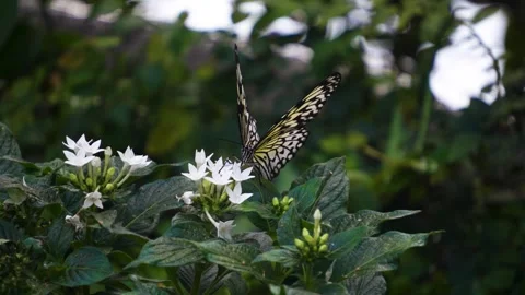Close up of a tree nymph butterfly Stock Footage 267481538
