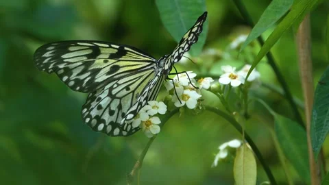 Close up of a tree nymph butterfly Stock Footage 270478560