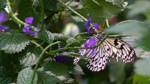 Close up of a tree nymph butterfly  Stock Footage 272301538