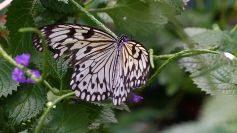 Close up of a tree nymph butterfly in slow mo Stock-Footage 272300539
