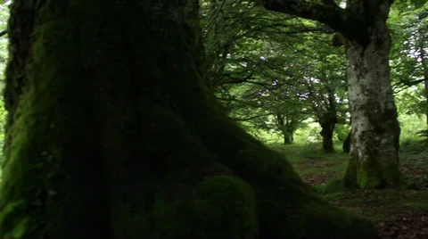 Close up tree pan shots Video stock 33984707