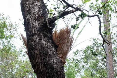 Close up of a tree with a parasite attached Stock Photos