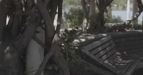 Close up of tree with park bench in background Stock Footage 138542791