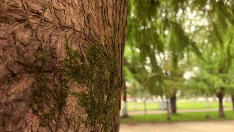 Close-up tree in park Stock Footage 82346907