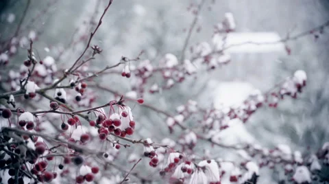 Close-up Tree in Peaceful Snowfall Stock Footage 46945012