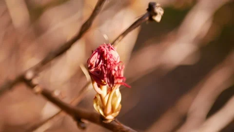 Close up of tree peony in early spring Stock Footage 172476744