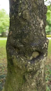 Close up tree Stock Photos