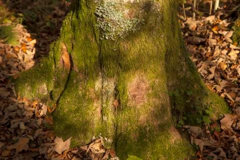 Close-up of a tree Stock Photos