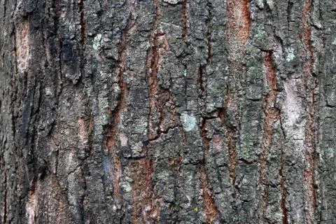 Close Up of A Tree Stock Photos
