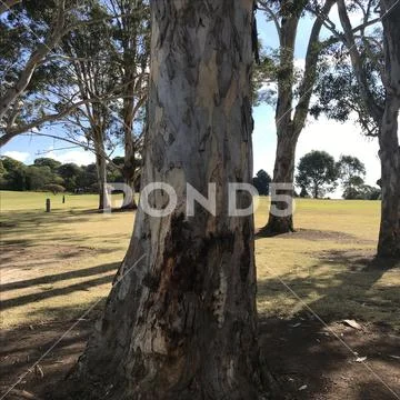 Close up tree Stock Photos