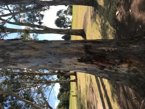 Close up tree Foto stock