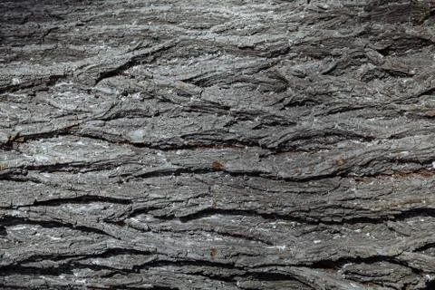 A close up of a tree. Stock Photos