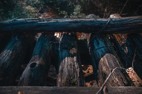 A close up of a tree Stock Photos